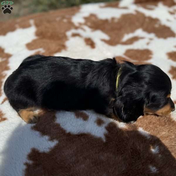 Junior, Dachshund Puppy